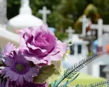 Fioletowe kwiaty na cmentarzu, symbol pamięci. Nawet na odległość można złożyć kondolencje, wysyłając wsparcie bliskim.