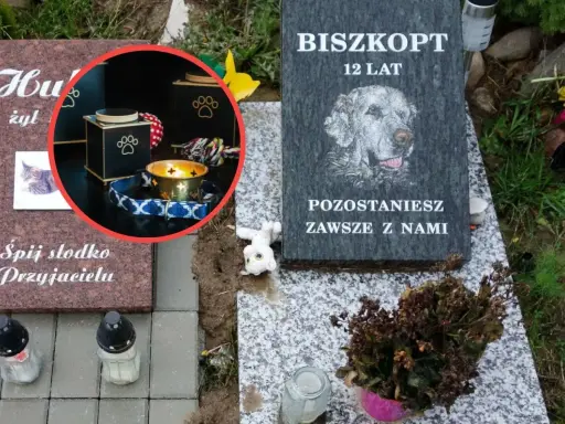 Ile kosztuje kremacja kota? Pełny przewodnik po cenach i procesie